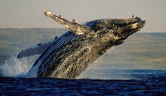 Balene a Cape Town