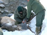 Salvato un cervo in Val Chisone