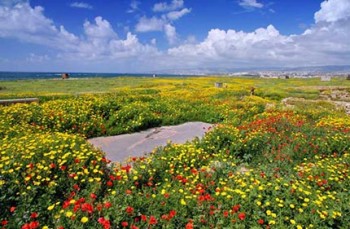 cipro-primavera.jpg