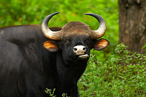 Santuari naturali Gaur, il bisonte indiano 