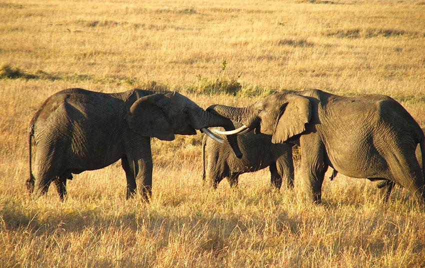 Kenya, Elefanti