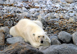Isole Svalbard: il regno dell’orso polare