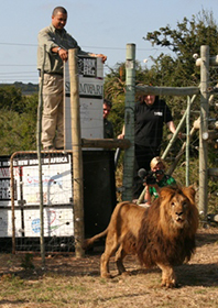 Shamwari Il rilascio di Sinbad al Julie Ward Sanctuary, leone recuperato da Born Free in Romania. Foto: Shamwari Group