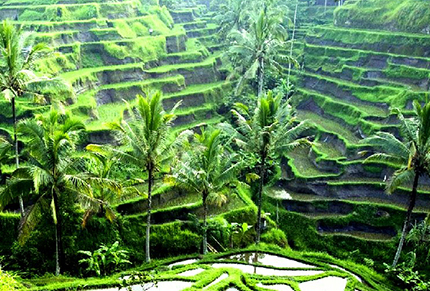 La mia Asia Le risaie di Bali. Capolavoro dell'ingegno umano e della natura