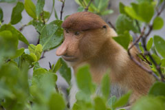 tour Una scimmia nasica (Foto: Massimiliano Dorigo)