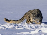 Sci alpinismo per il leopardo delle nevi