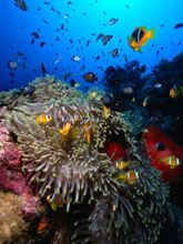 Tra i pesci e i coralli di Tiran