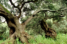 Olivastri nodosi nel Parco di San Sisinnio vicino Villacidro