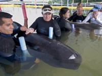 Volontari delle balene nelle Florida Keys