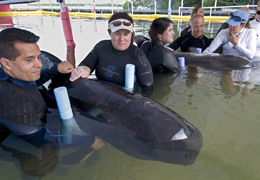 Volontari delle balene nelle Florida Keys