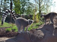 In Piemonte come in Madagascar. Una giornata con i lemuri