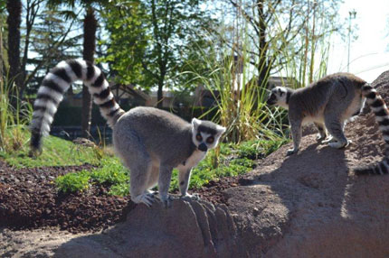 In Piemonte come in Madagascar. Una giornata con i lemuri