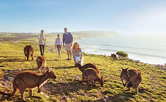 Kangaroo Island, il luogo ideale per famiglie in Australia