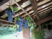 Terre di Faenza: degustare il vino in Rocche, Parchi e Borghi