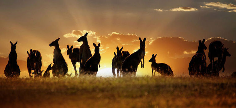 Australia canguri