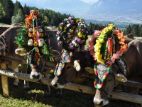 Austria, il ritorno delle mucche saluta l’estate