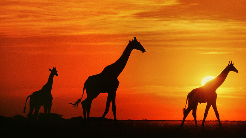 botswana-giraffe