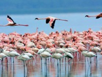 Kenya, il lago Nakuru è il paradiso del birdwatching