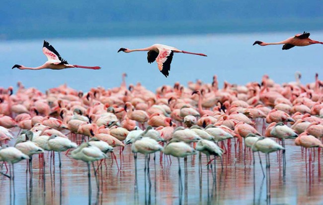 Kenya, il lago Nakuru è il paradiso del birdwatching