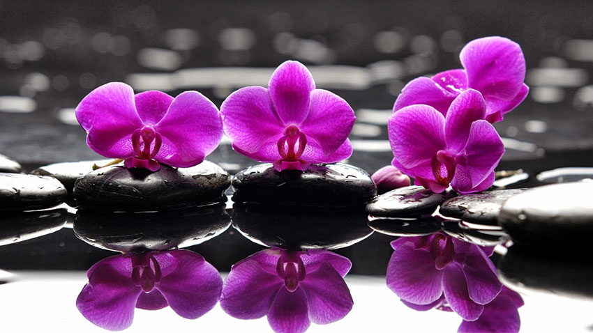 orchidee-rosa