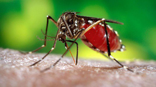 virus-zika-zanzara
