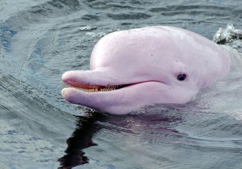 Brasile-amazzonia-delfini-rosa850