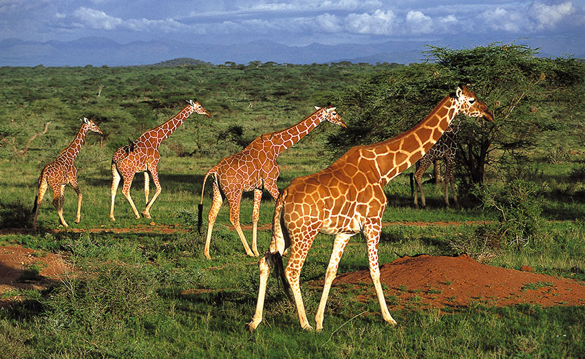 sicurezza Kenya-giraffe