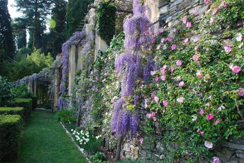 La fioritura di Villa Pergola ad Alassio, Savona