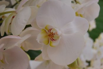 Floralien-2016-Azalee-bianche