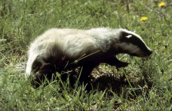 Safari-Parco-del-Gran-Paradiso-2