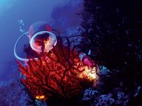 Ustica, perla del Mediterraneo con la passione per la subacquea