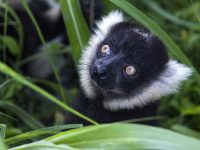 Uno dei cuccioli di lemure bianco e nero