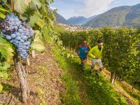 Valtellina Wine Trail per scoprire i luoghi del vino