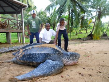 sao-tome-e-principe-tartaruga-gigante