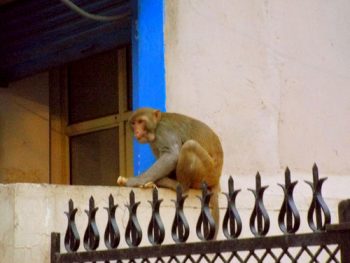 Vrindavana Le-scimmie-sono-di-casa
