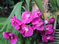 Orchidee spontanee (Ph: H. di Prisco © Mondointasca)