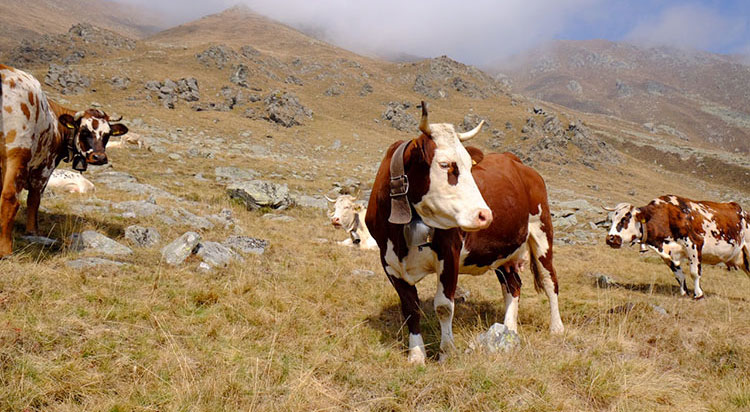 Cevrin di Coazze Val-sangone-alpeggio-mucche