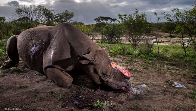 Memorial to a species, © Brent Stirton Wildlife Photographer of the Year