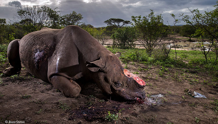 Wildlife Photographer of the Year Memorial to a species © Brent-Stirton Wildlife-Photographer of the Year