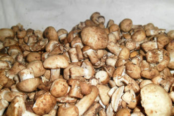 Frontone Funghi-Spignoli