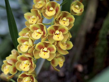 Orchideenwelt Cymbidium