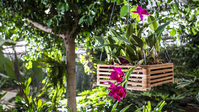 Orchideenwelt, il mondo delle orchidee si trova in Alto Adige