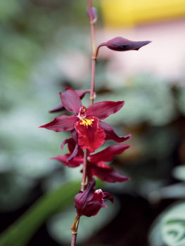 Orchideenwelt Burrageara