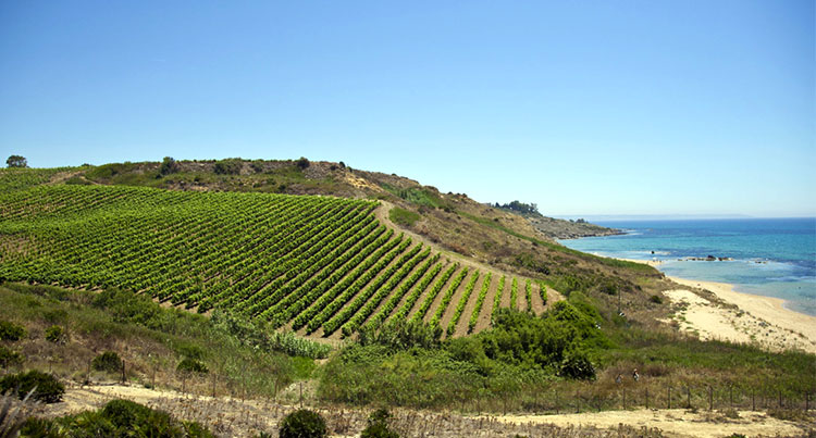 Mandrarossa vigneti e mare