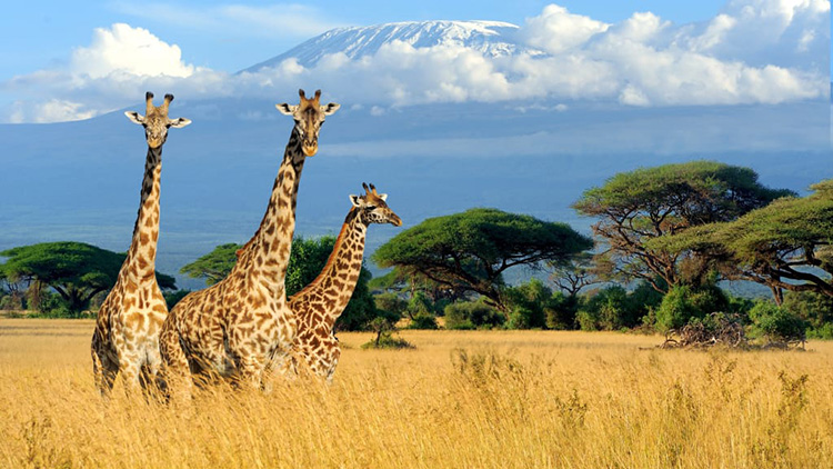 Meraviglie del Kenya giraffe