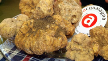 Tartufo bianco di Acqualagna