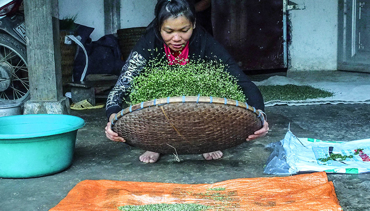 vie del riso Vietnam La-pulizia-del-riso
