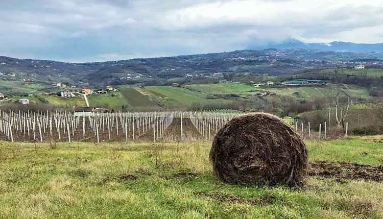 Greco di Tufo Panorama-vigneti-e-colline-del-greco-di-Tufo