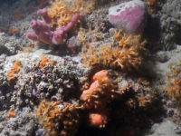 Barriera Corallina scoperta a Monopoli (Scientific Reports/Giuseppe Corriero e altri)