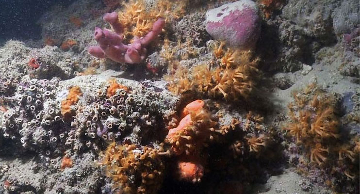 Barriera Corallina Monopoli-1 (Scientific Reports/Giuseppe Corriero e altri)